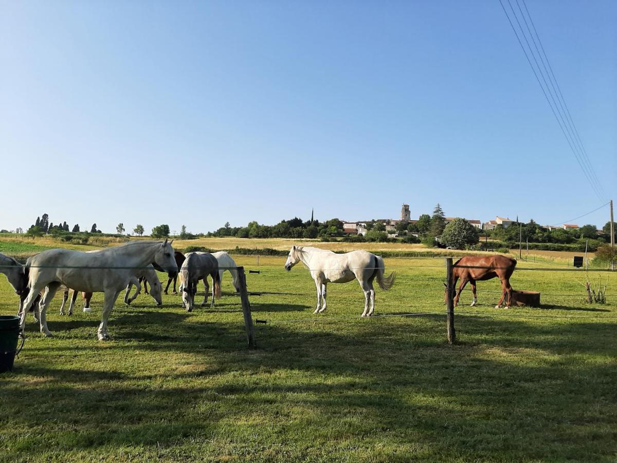 Montagnac-sur-Auvignon Domaine Laloubinヴィラ エクステリア 写真